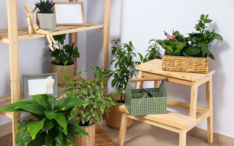 Indoor plants on wooden shelves promoting sustainable home decor.
